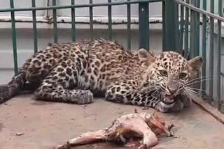 Leopard rescue in Dewas