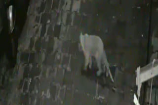 strange animal was caught in CCTV in Vaishali area ghaziabad