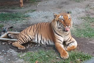 Bengal safari park