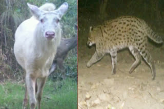 albino sambar and fishing cat