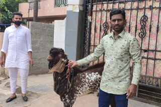பக்ரீத் ஆடு  கர்நாடகா  eid  Bakrid festival  Bakrid goat  110kg goat karnataka