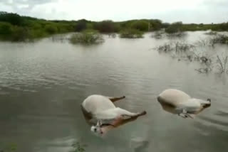 Two bulls drowned at abbey dhoddi village ananthapuram district