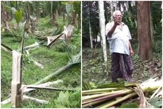 elephants landed  widespread destruction  ആനക്കൂട്ടം വ്യാപക നാശം  വ്യാപക നാശം വിതച്ചു