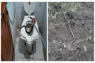 snake found in commode in toilet parbhani