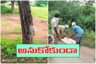 A monkey died suddenly while playing at gopalraopet karimnagar