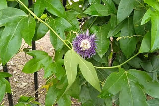 Rakhi Flower blossom in husnabad policce station