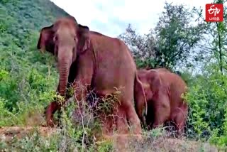 மாங்கரை பகுதியில் சுற்றி வரும் காட்டு யானைகள்