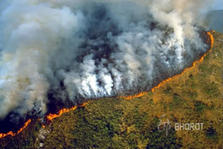 Amazon forest fire