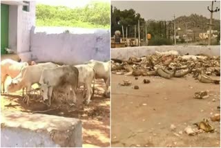 illegal-livestock-slaughter-business-in-surapura