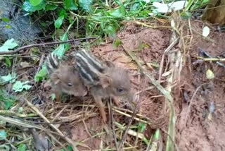 കാട്ടുപന്നി ശല്യം  മാവൂർ  വേങ്ങാടി  Wild boar  maavoor