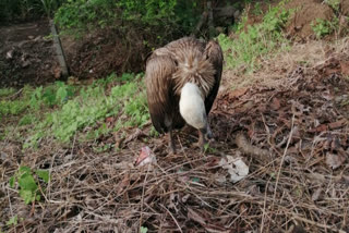 Vulture found dead due to negligence of forest department