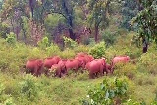 terror of elephants