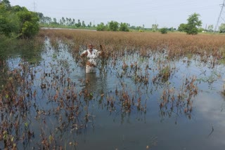 crops destroyed due to waterlogging in bhimwala village fatehabad