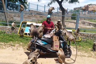 ಮೂಕ ಪ್ರಾಣಿಗಳಿಗೆ ಆಹಾರ ವಿತರಿಸಿದ ವ್ಯಕ್ತಿ