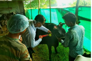 Immunization campaign of Khurpka-mouth disease started in the district