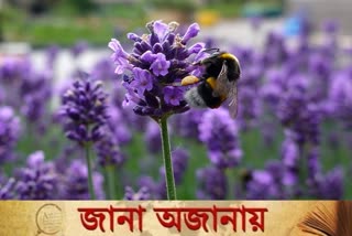 বাম্বল-বি