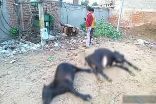 two cows died due to electric current