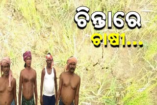 No Rain, farmers are desperate Drought situation in Khordha district