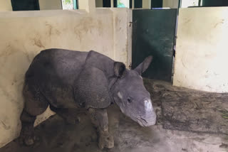 কাজিৰঙা ৰাষ্ট্ৰীয় উদ্যানত গঁড় পোৱালী উদ্ধাৰ