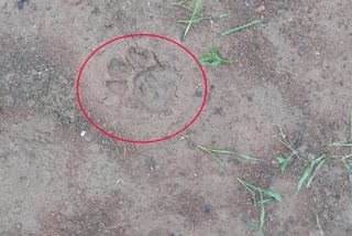 Leopard Footprints