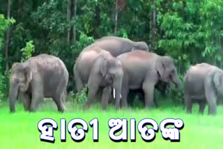 elephant attack, 2 villages of karanjia forest area,  କରଞ୍ଜିଆ ବନଖଣ୍ଡ ଅଞ୍ଚଳ, ହାତୀ ଉପଦ୍ରବ, ଭାଙ୍ଗିଲେ ଘର ନଷ୍ଟ କଲେ ଫସଲ, ରାଇରଙ୍ଗପୁର, ମୟୁରଭଞ୍ଜ ଜିଲ୍ଲା କରଞ୍ଜିଆ ବନଖଣ୍ଡ