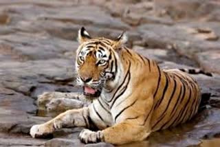 कोटा में बाघिन की मौत,  Tiger died in Kota