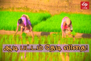 ஆடி பட்டம் தேடி விதைத்த கொல்லிமலை விவசாயிகள்!