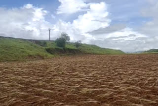 Farmers scared of double sowing crisis due to no rain in kolhpaur