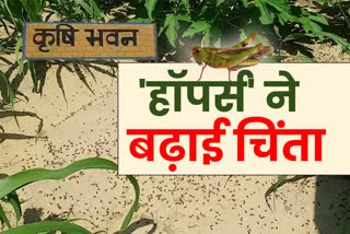 Locust cocoon, Hoppers attack in nagaur, Hoppers in the farm