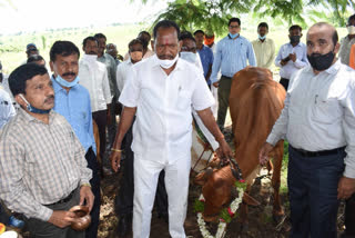 Artificial insemination program for cattle