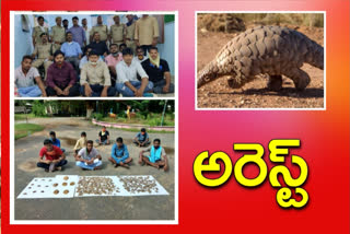 interstate-gang-arrested-for-selling-pangolins-scales