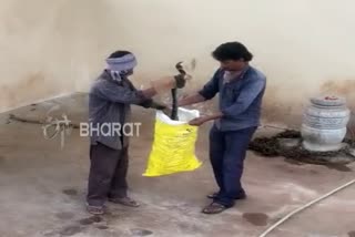 King cobra bites who came to rescues it in Thirthahalli