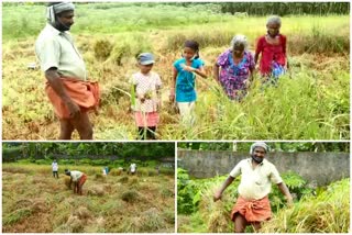 കൊട്ടാരക്കര  kollam  lockdown cultivation  തൃക്കണ്ണമംഗൽ