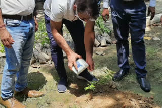 plantation by mla raghuvinder shokeen in Nangloi