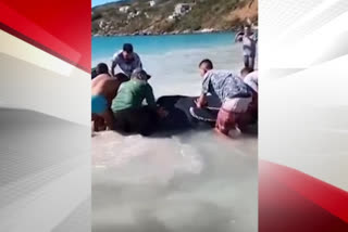 Locals help rescue beached humpback whale calf in Brazil