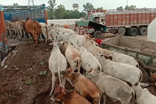 Municipality runs campaign for stray cattle