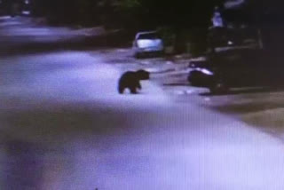 bear on telengana roads