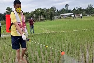 Unknown Disease Lost Paddy At Lakhimpu District