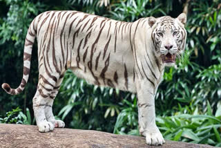 white tiger