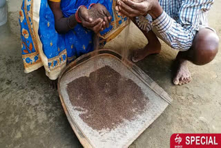 kodo-millet-farming