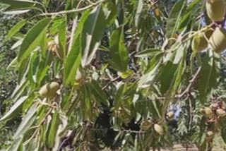 Almond cultivation suffers due to dry weather in Jammu and Kashmir