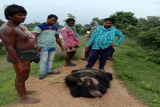 Bear hunter arrested in Pithora