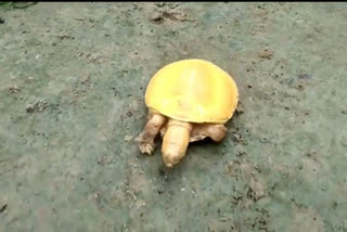 yellow turtle