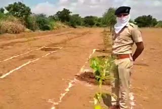 Tree planting news in gujarat