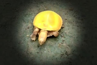 rescue-of-a-rare-yellow-turtle-in-khaira-area-after-sora