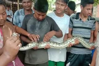 9-feet-long python rescued in Assam Dhemaji