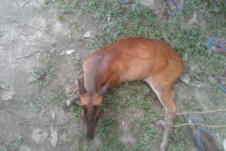 hog Deer rescue in Bongaigaon