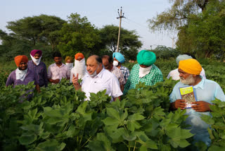 Upon hearing the news of white fly attack, the Director Agriculture visited the farms of Mansa district and took stock.