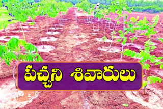 more greenery and plants at outskirt districts of Hyderabad