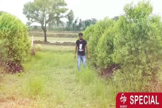 Sandalwood farm